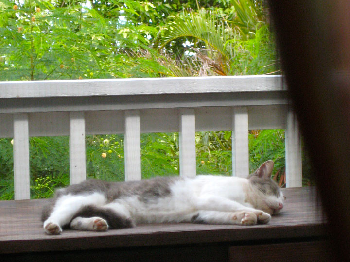 "our cat" Skunky