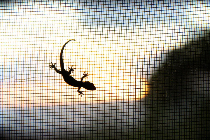 Gecko