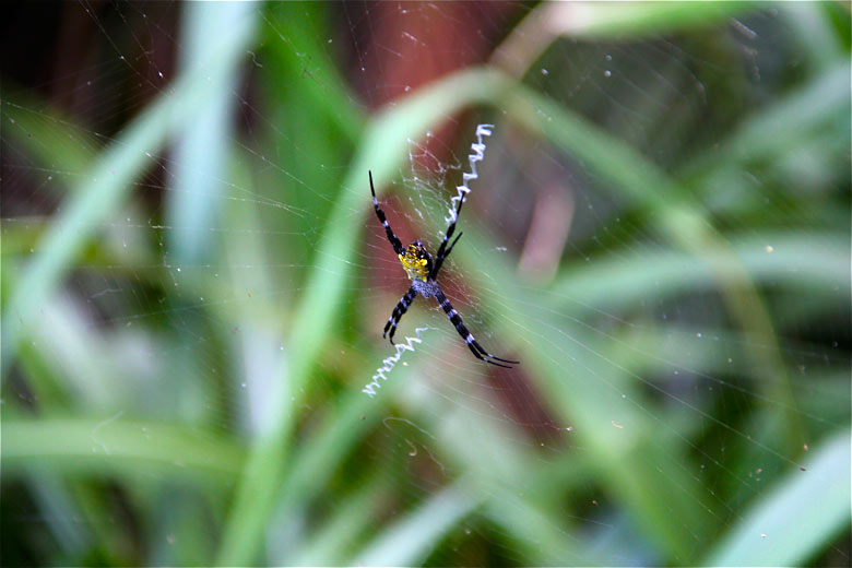 Big ass spider