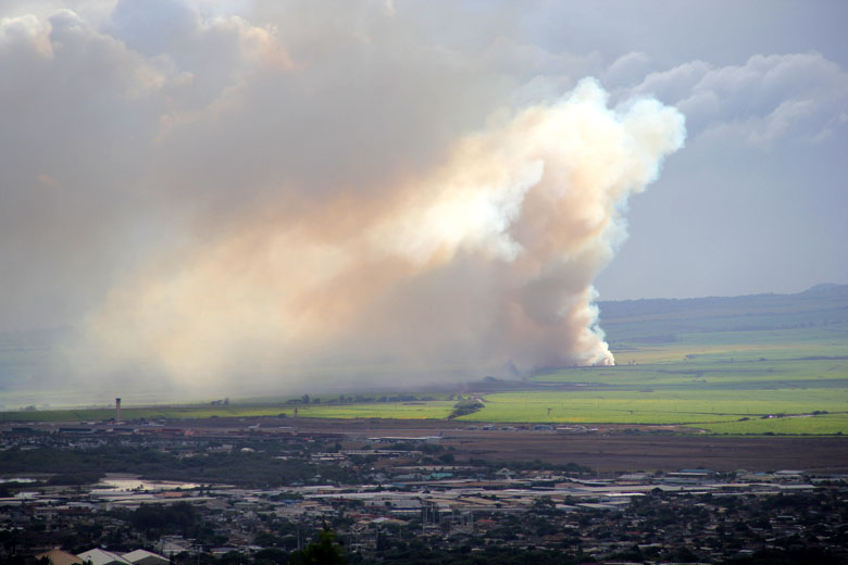sugar cane burn
