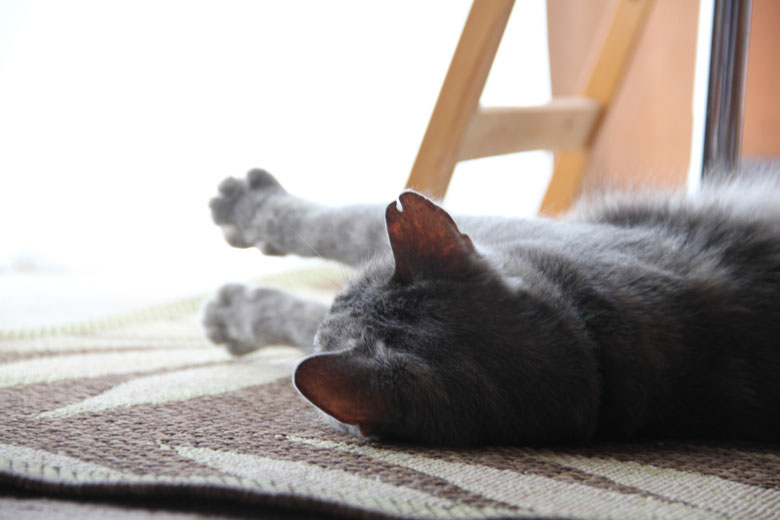 Sophie the cat